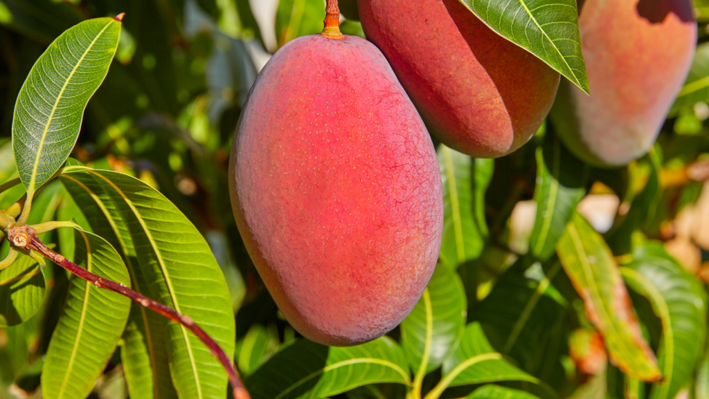 Beautiful blushing mangos are a must-have in any edible landscape.