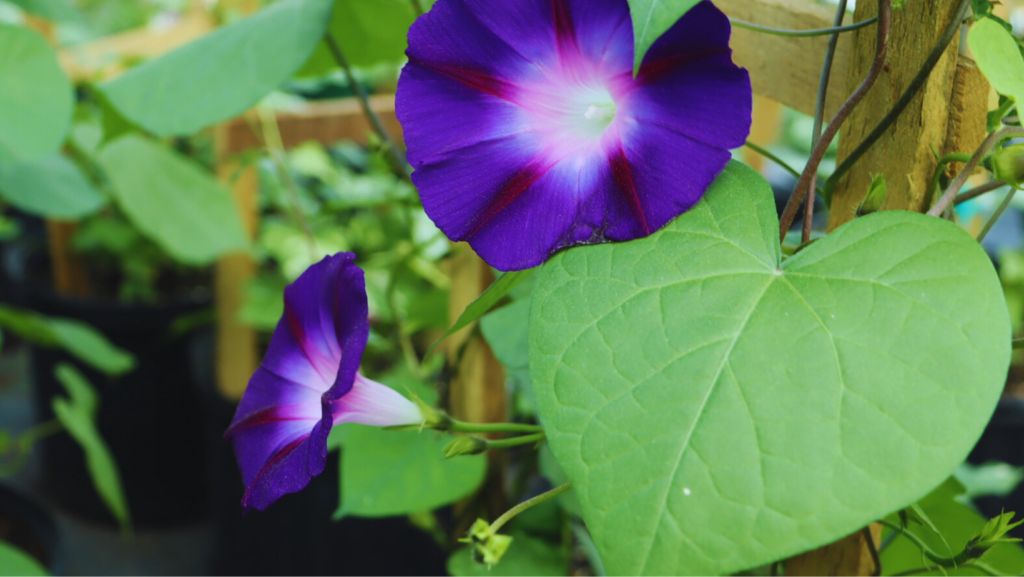 A beautiful morning glory brings color to an outdoor room.