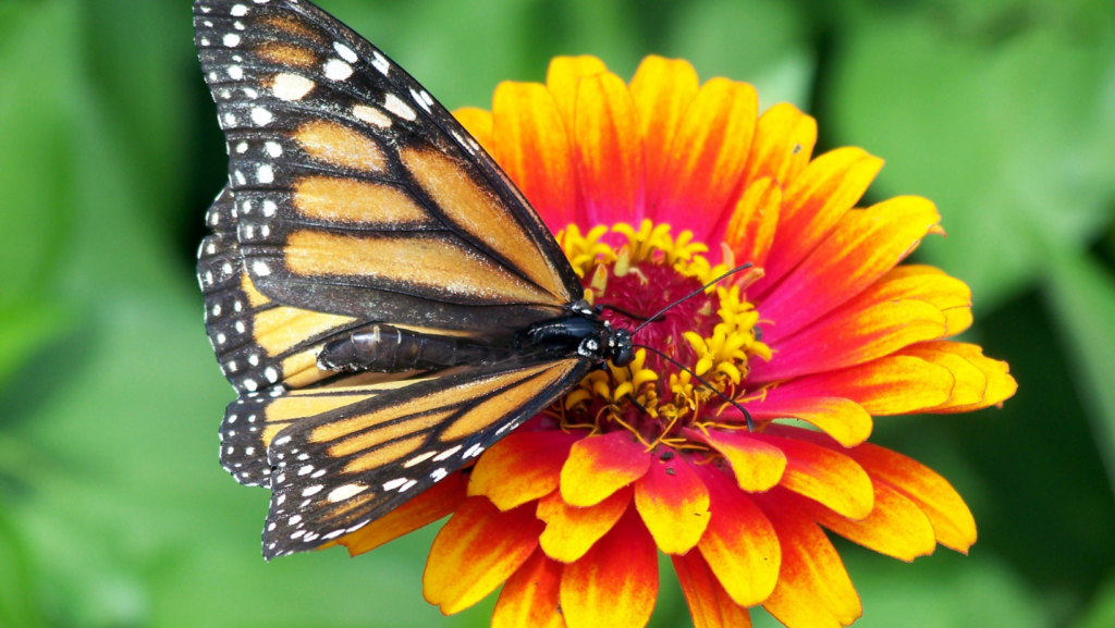 Monarch Butterfly on Zinnia