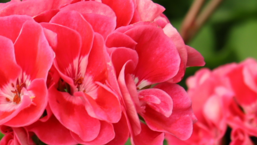 Geranium flowers are one of our favorites for Spring. This salmon color is bold.